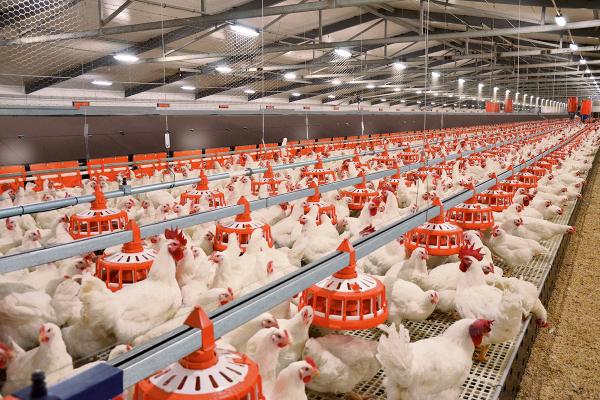 Expansion of poultry production